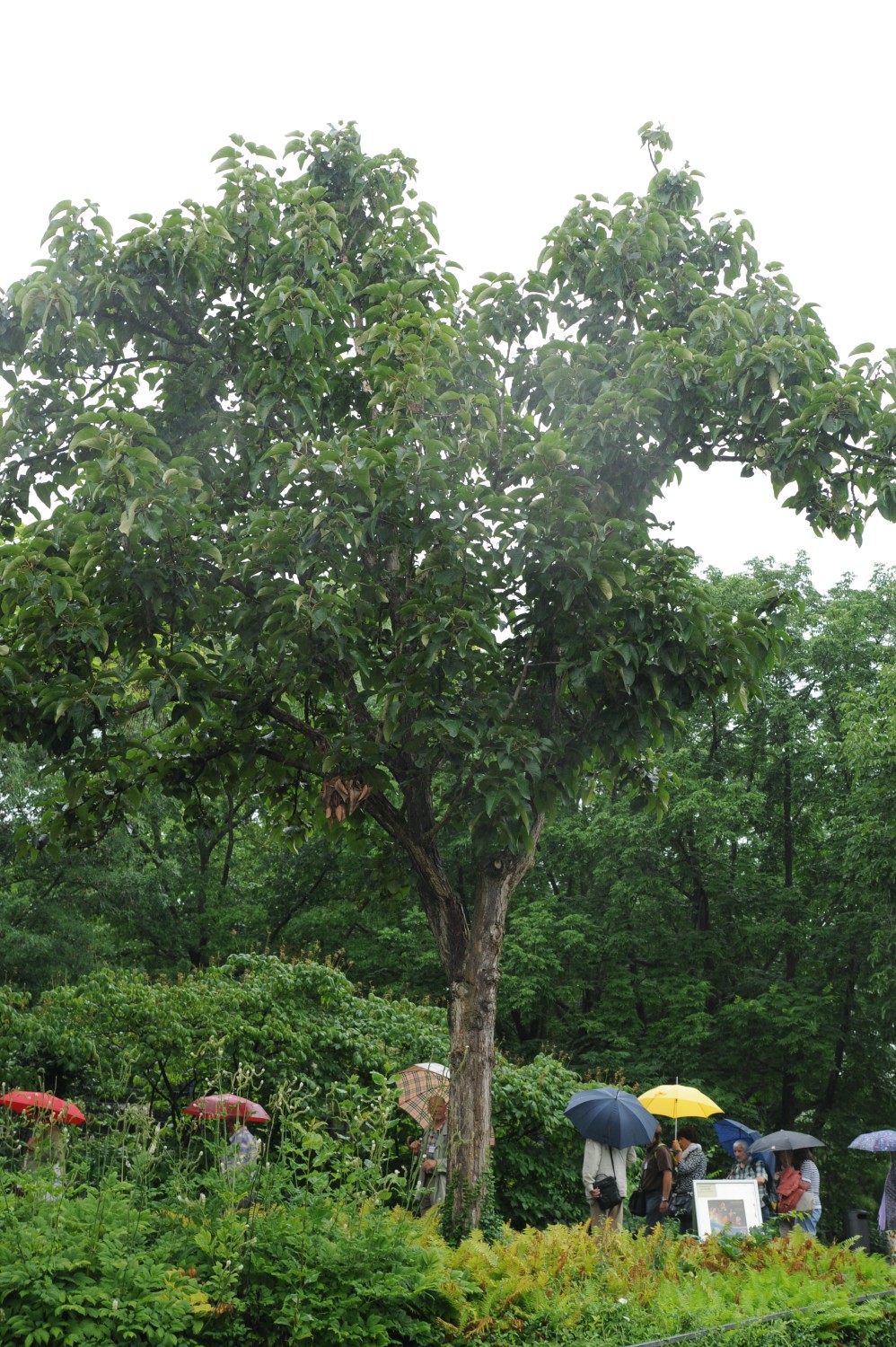 lasiocarpa Populus