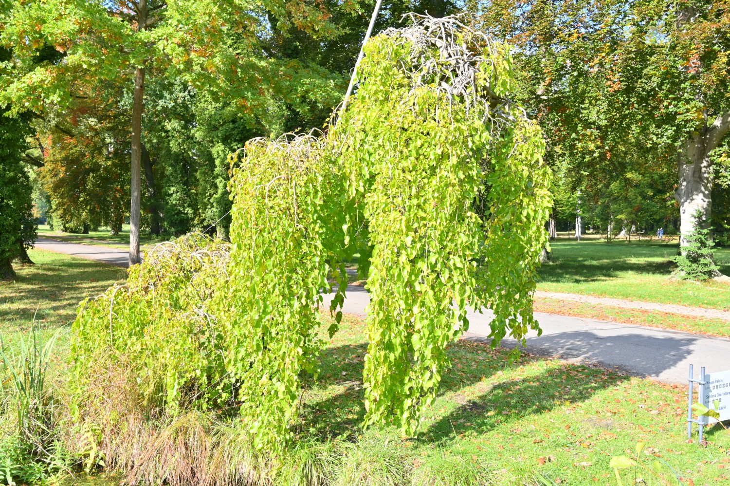 Morus alba 'Pendula' - Potsdam Sanssouci - Oktober 2020