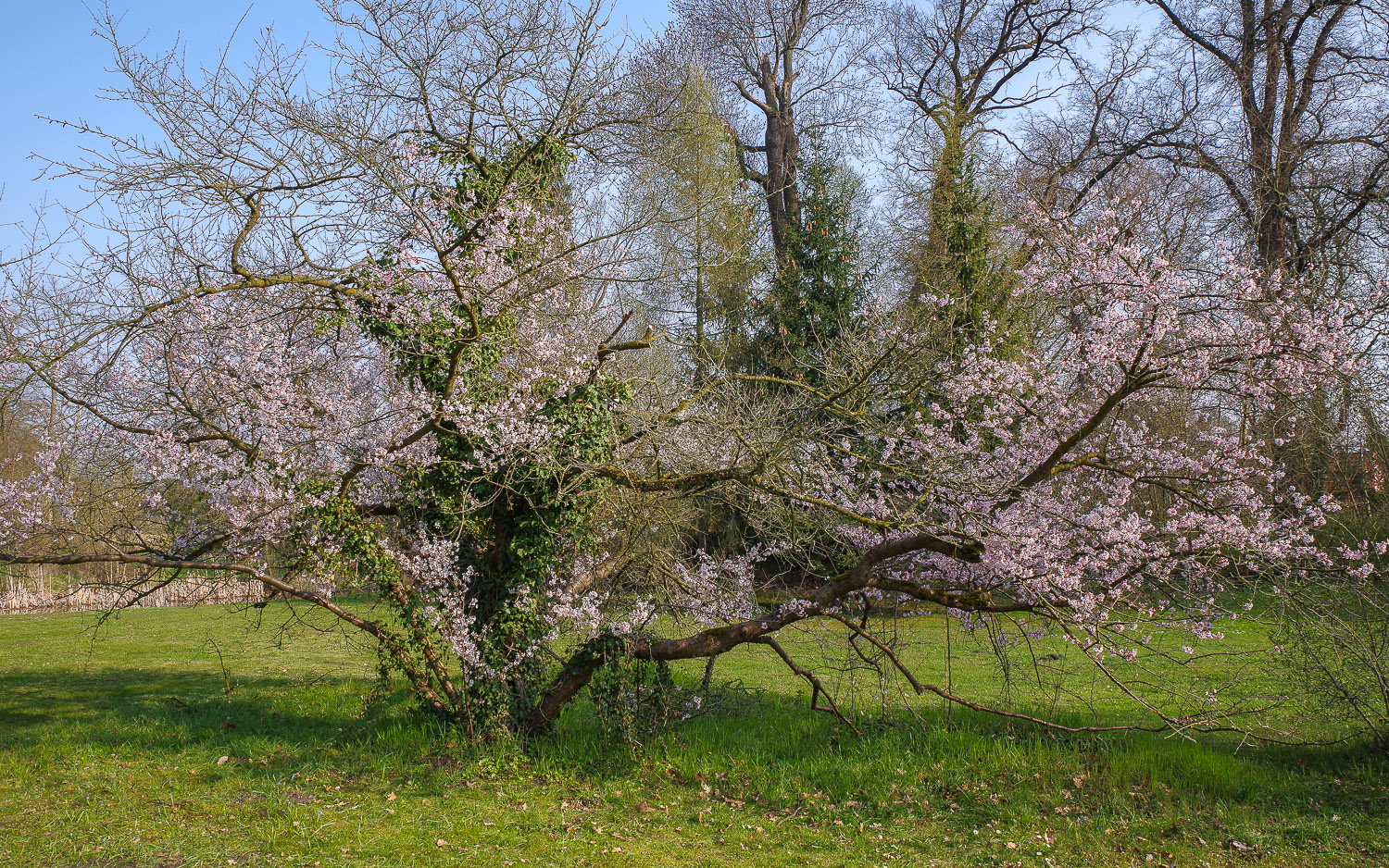 × subhirtella Prunus