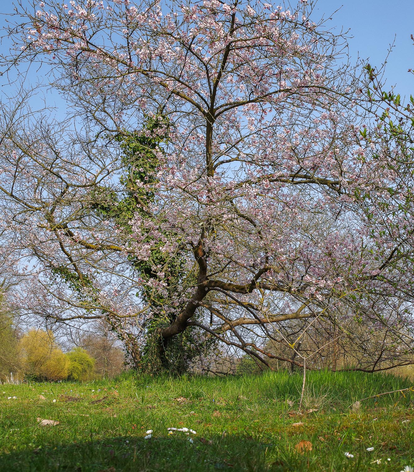 Prunus × subhirtella - Potsdam Sanssouci - April 2021