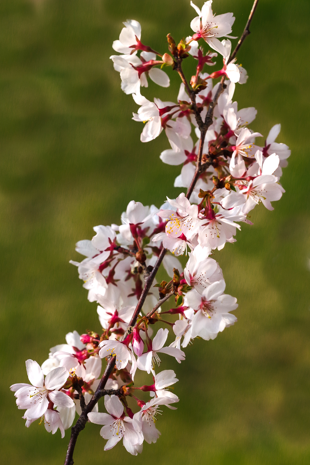 Prunus × subhirtella - Potsdam Sanssouci - April 2021