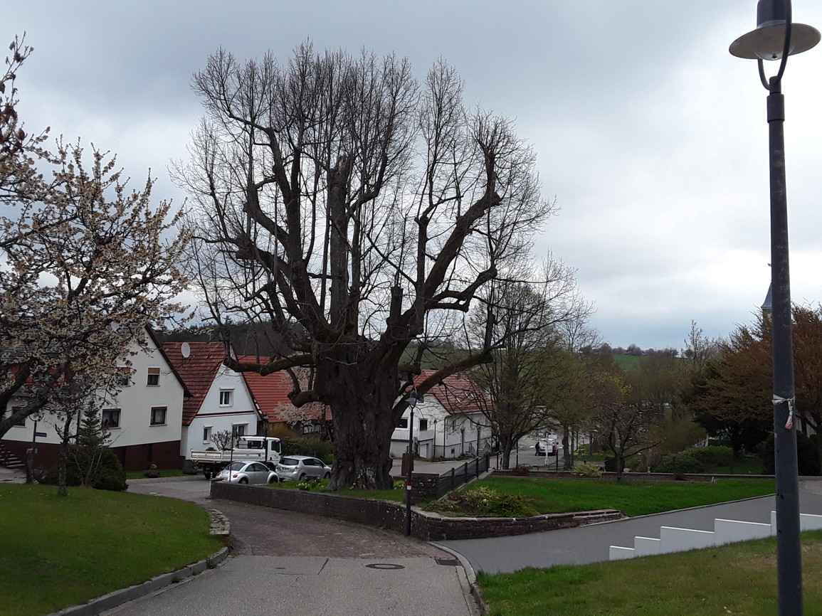 Linde Blickrichtung Nordwest, Schluttenbach, 16.04.2021