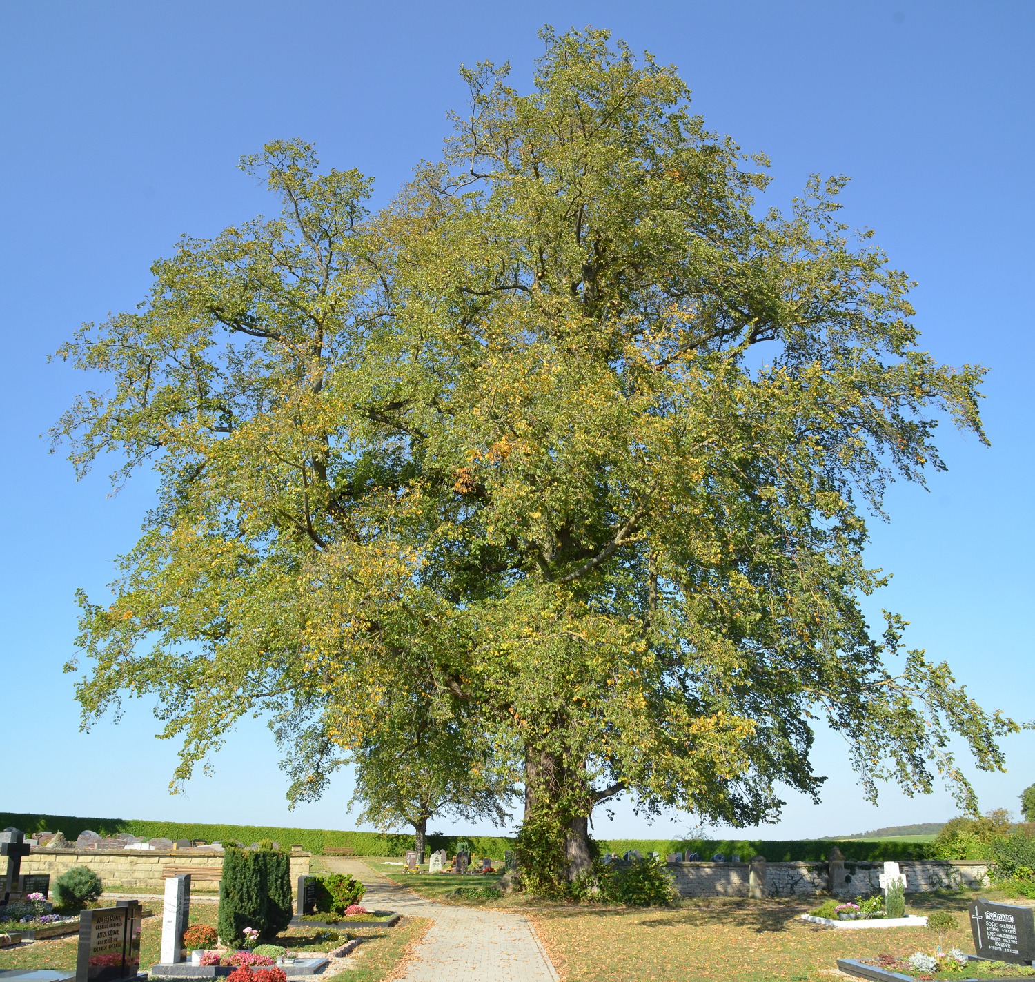 Flatter-Ulme - Bonfeld, Habitus - 2020