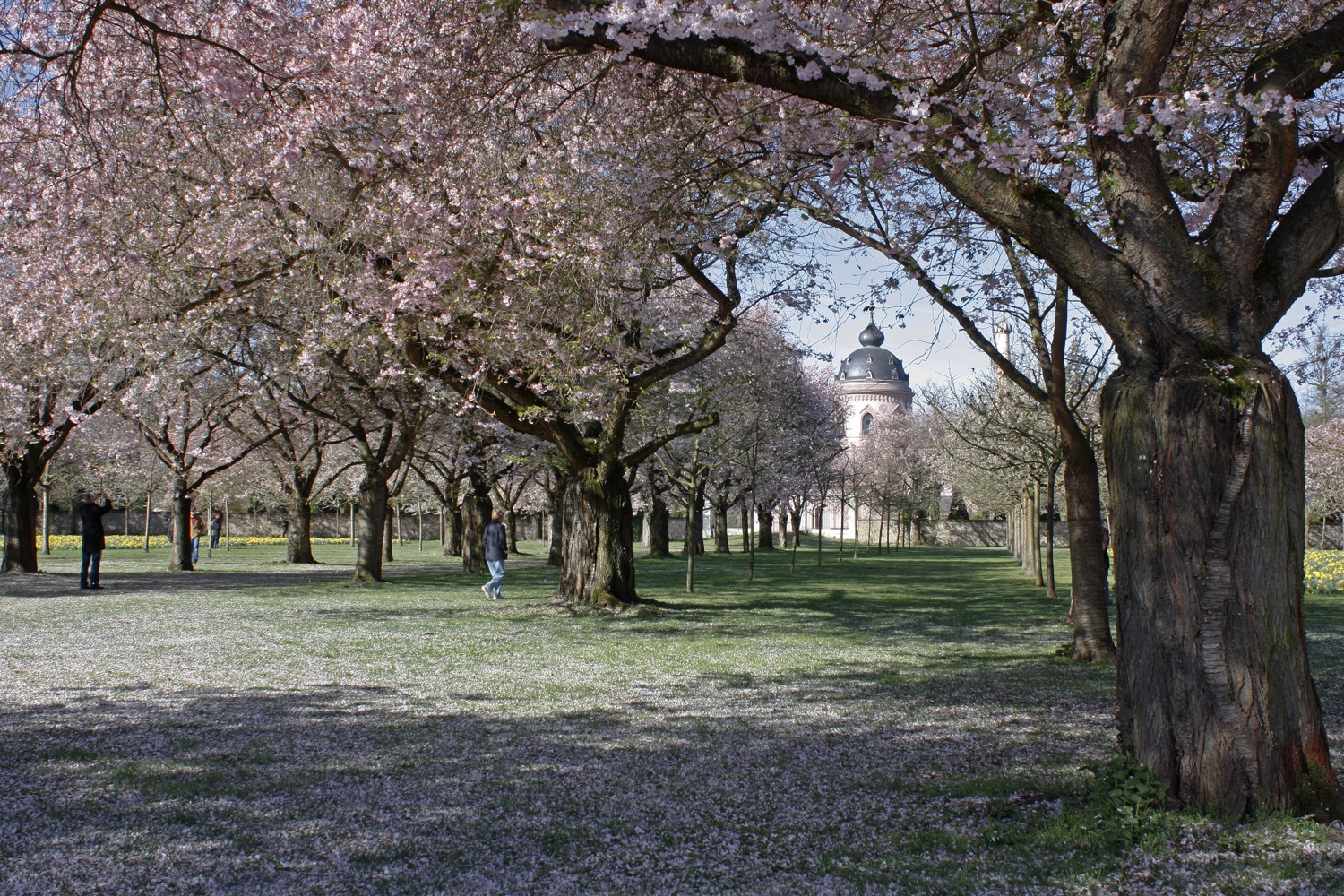 'Kanzan' Prunus serrulata
