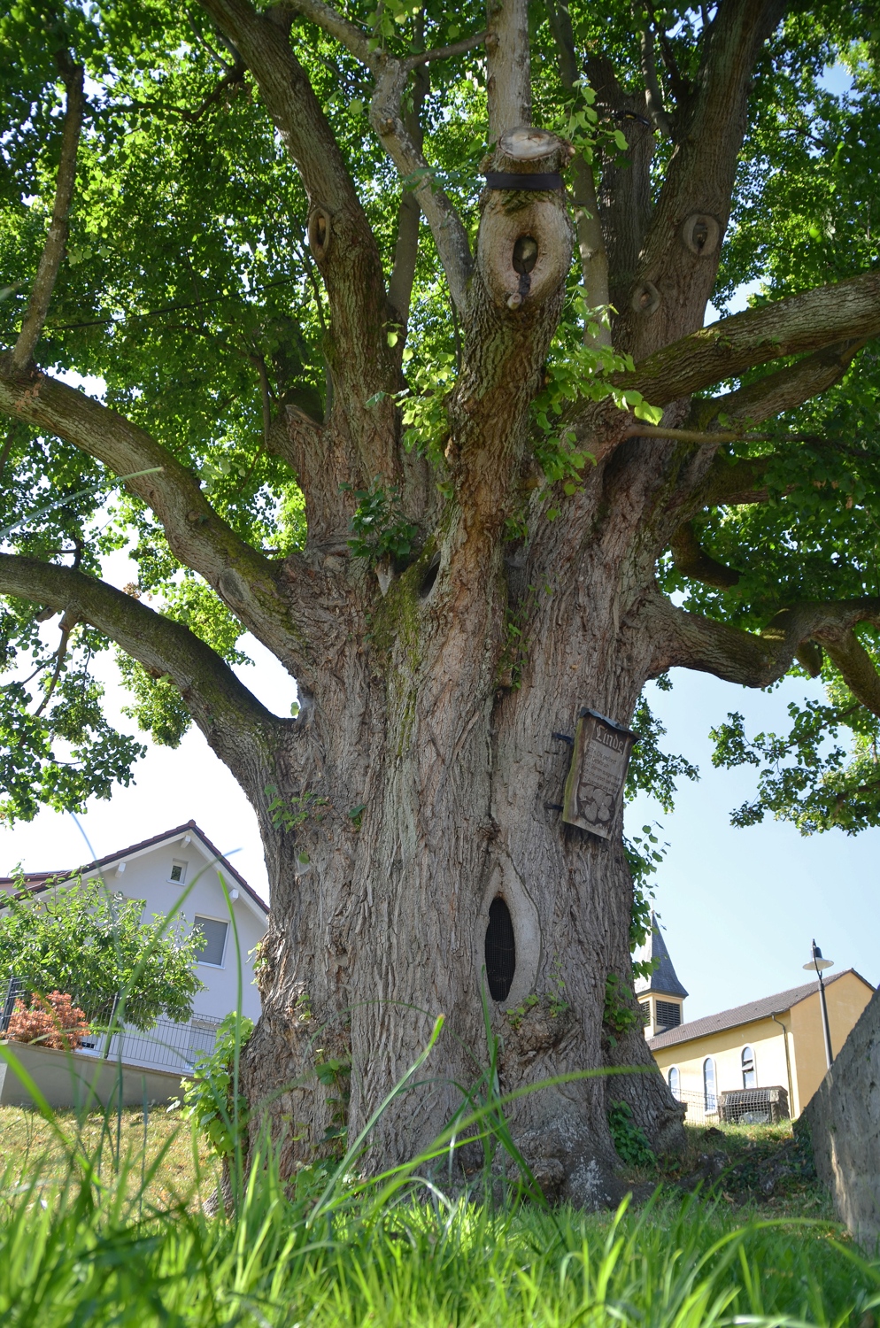 Dorflinde - Schluttenbach - 2020
