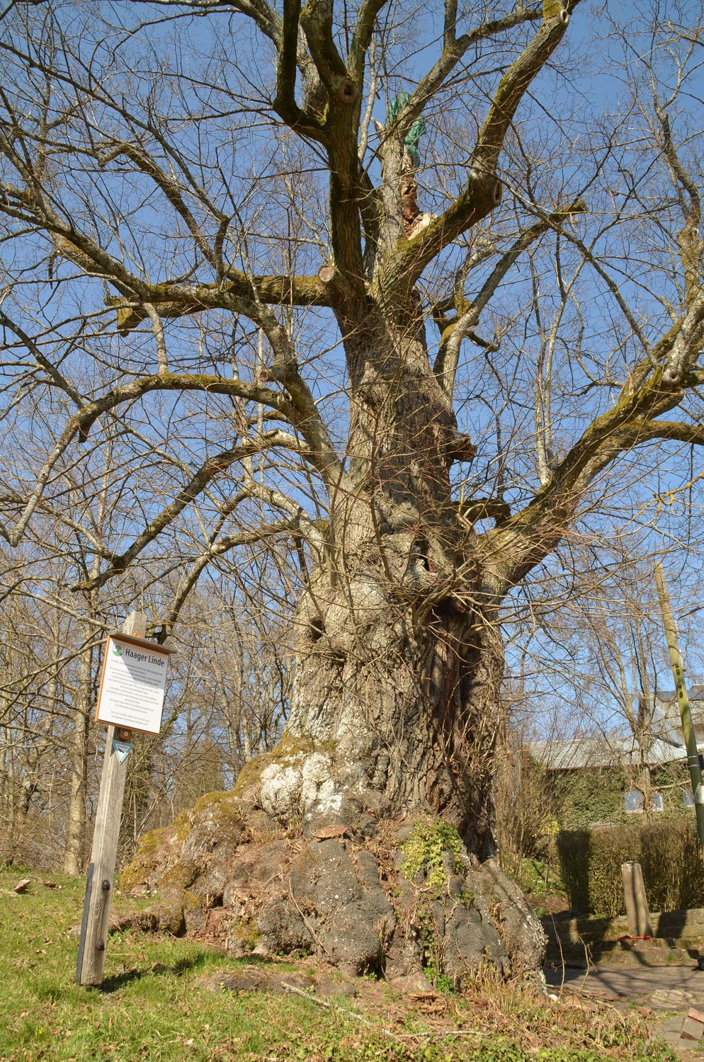 Gerichtslinde - Haag, Habitus - 2021