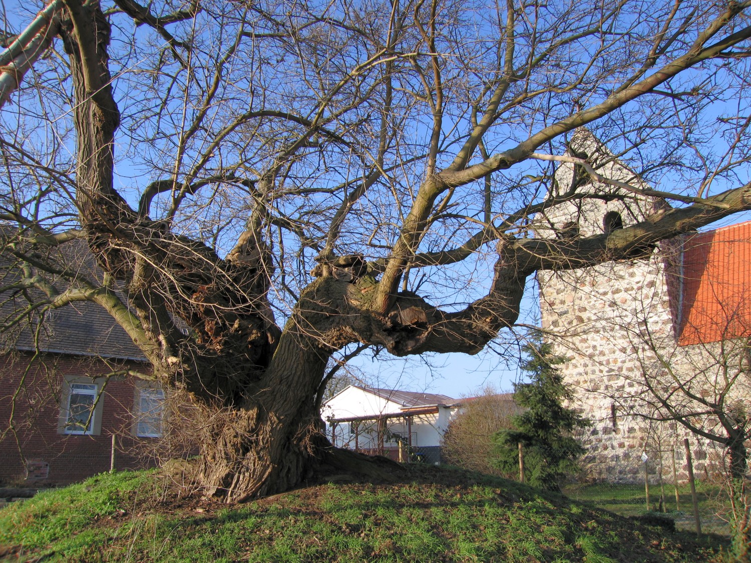 Weißer Maulbeerbaum - Schermen, Kirchhof - 2006