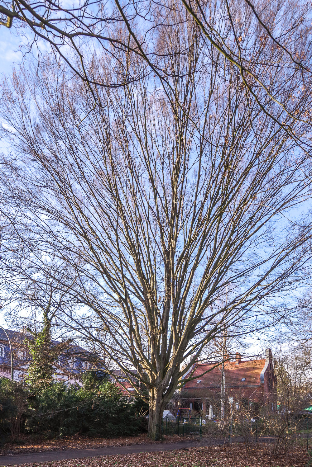 betulus Carpinus Fastigiata'