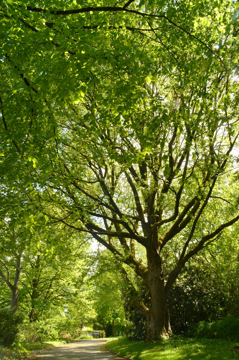 Acer negundo - Heilbronn - Mai 2021