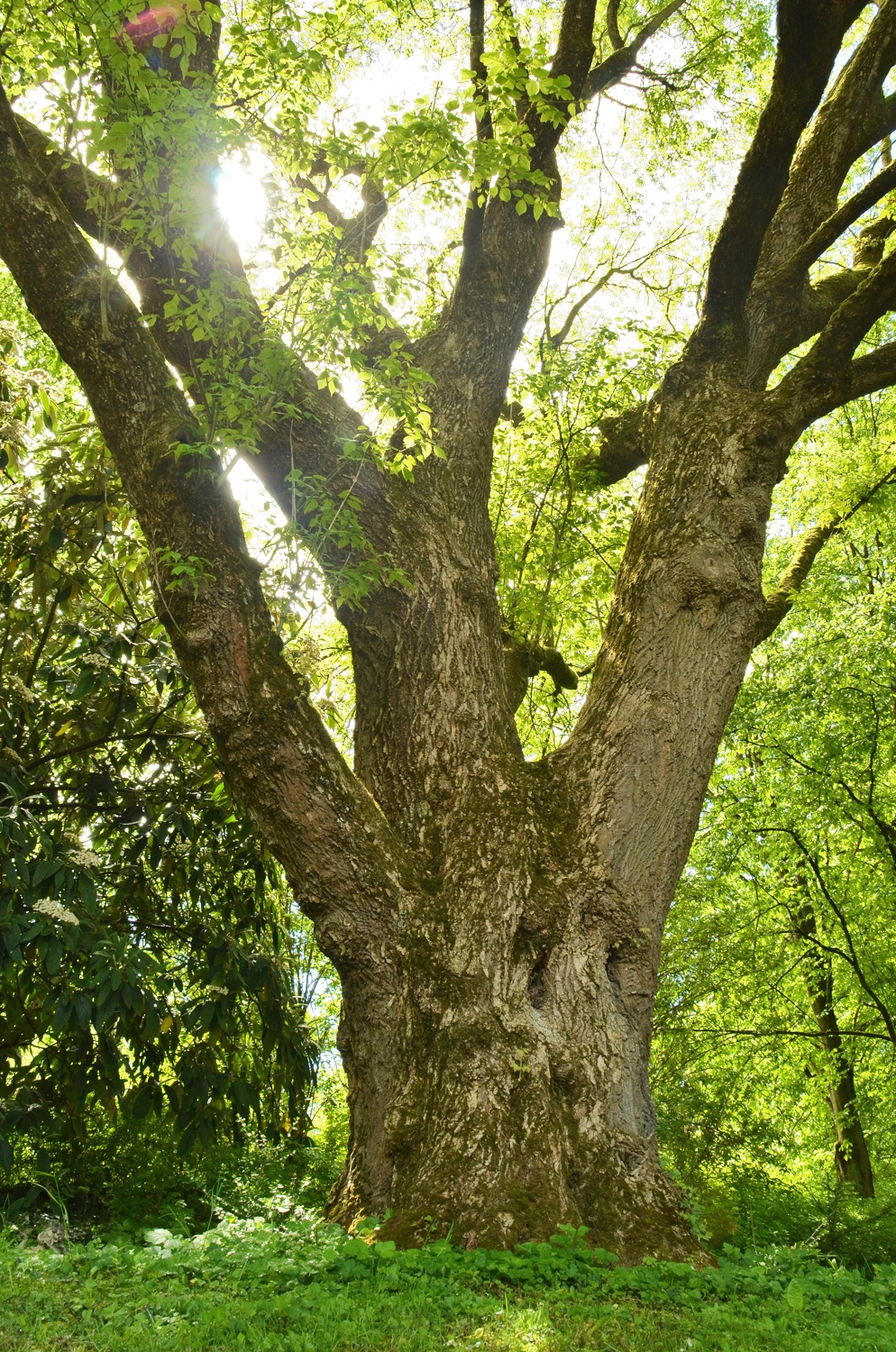 Acer negundo - Heilbronn - Mai 2021