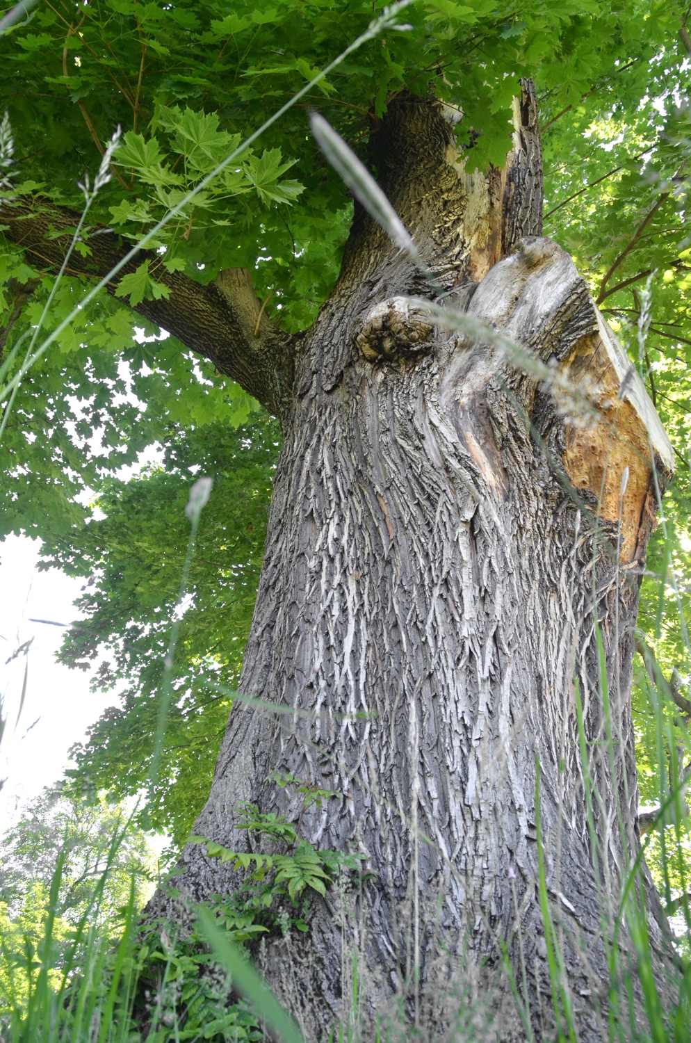 Acer platanoides