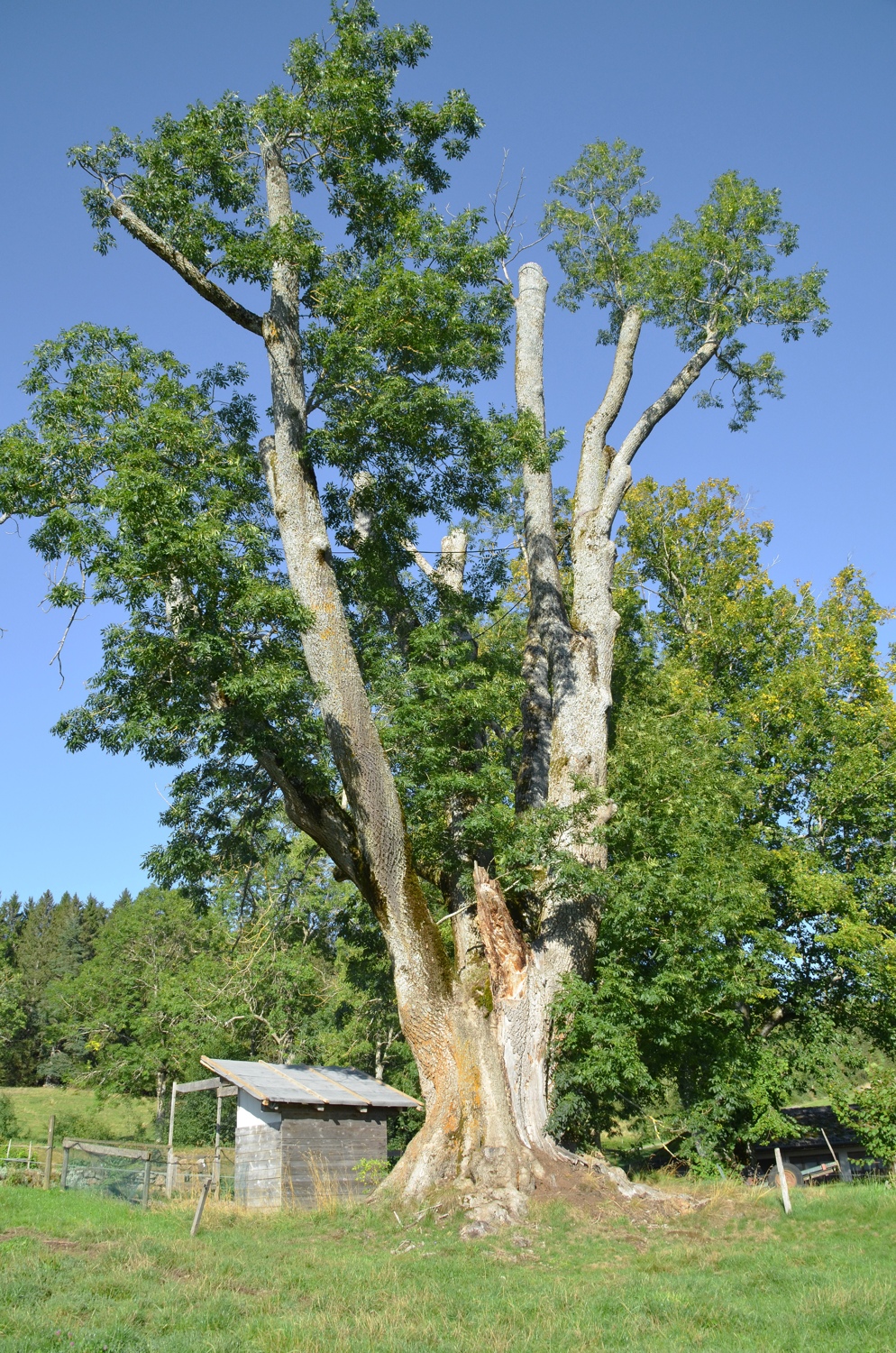 Hierahofesche, Habitus - Sept. 2020