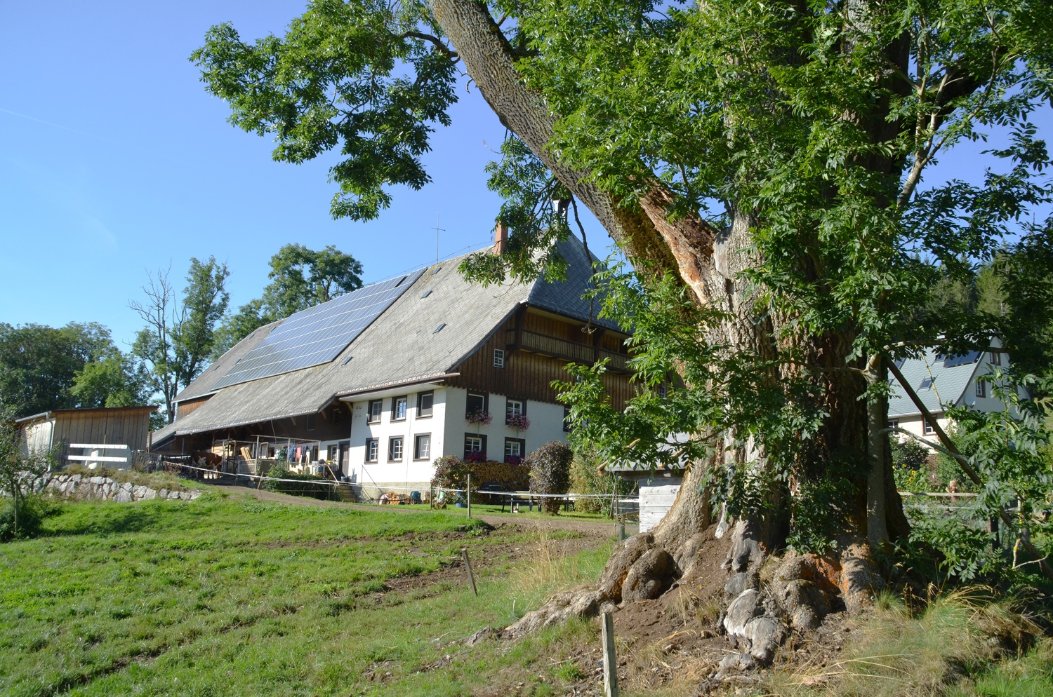Hierahofesche, Stammansicht - Sept. 2020
