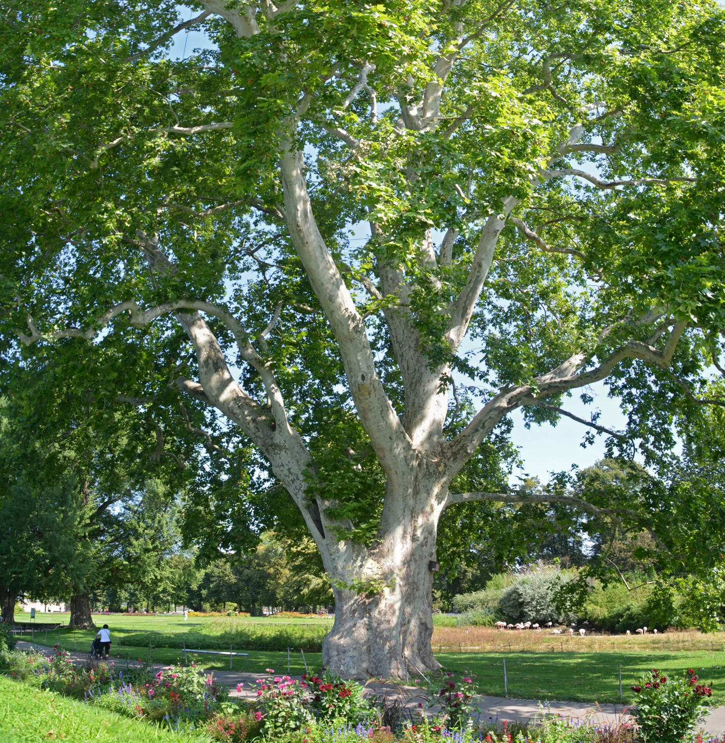 × hispanica Platanus