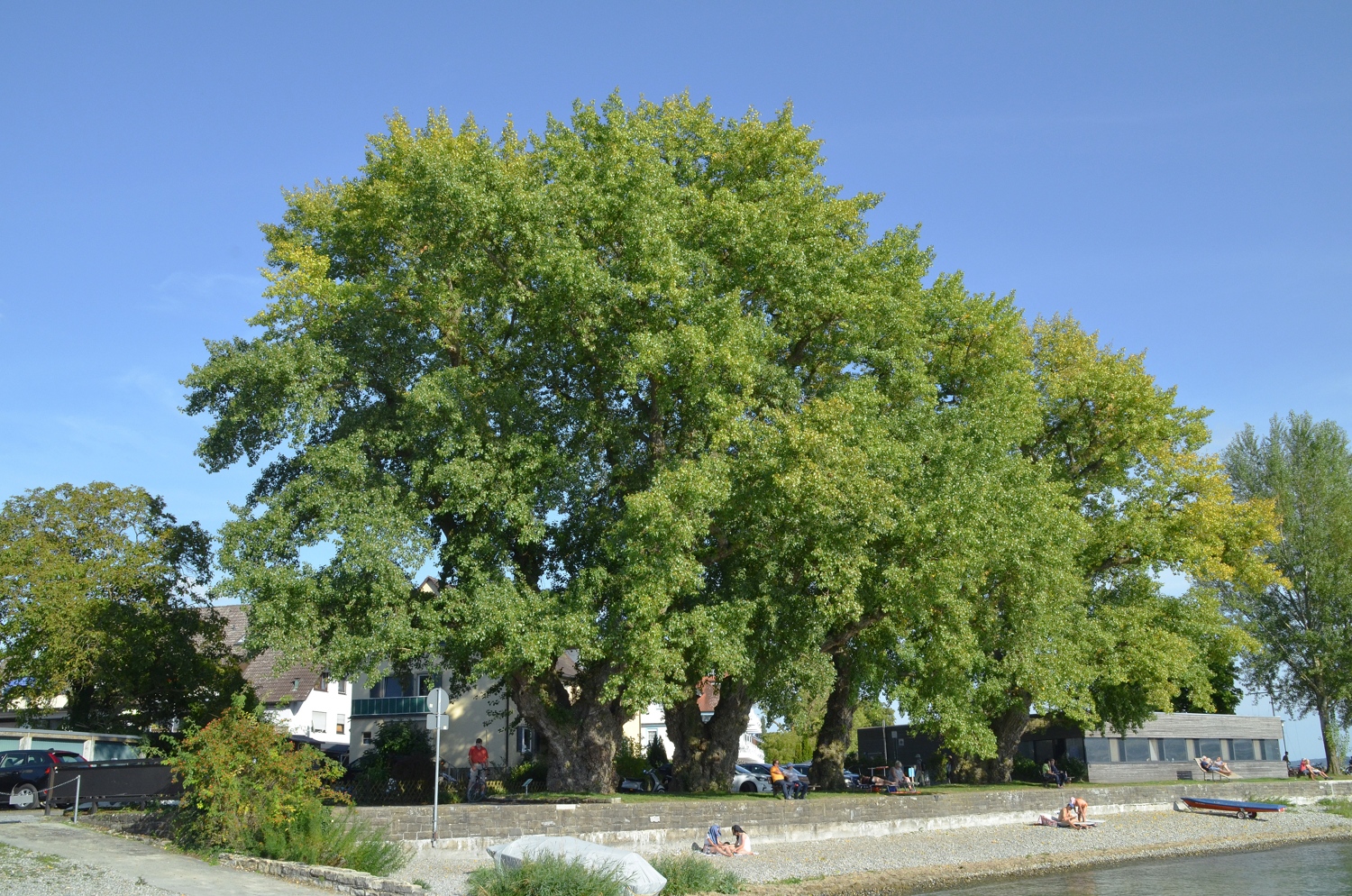 × canadensis Populus