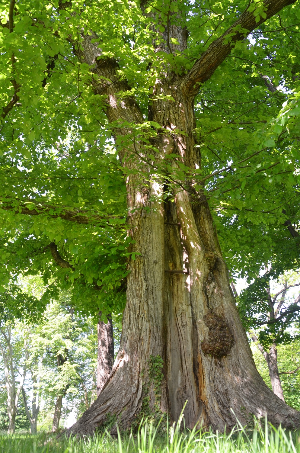 glabra Ulmus