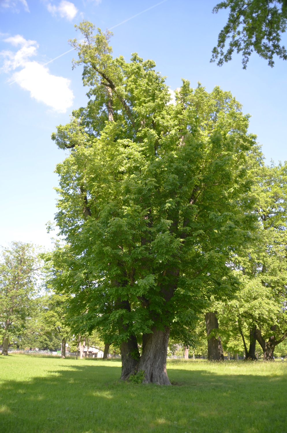 laevis Ulmus