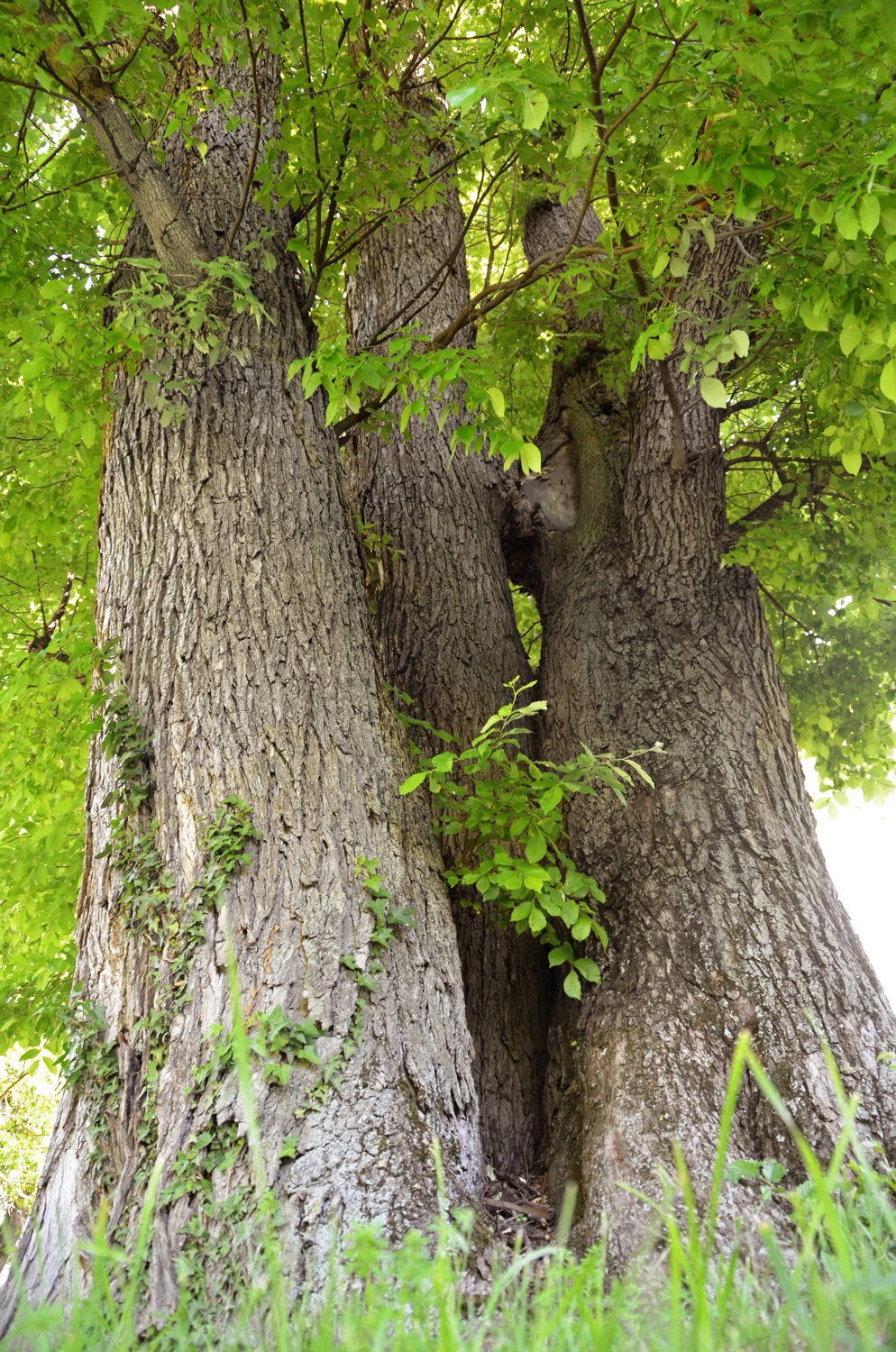 Flatter-Ulme im Rosensteinpark, Stammansicht - Juni 2019