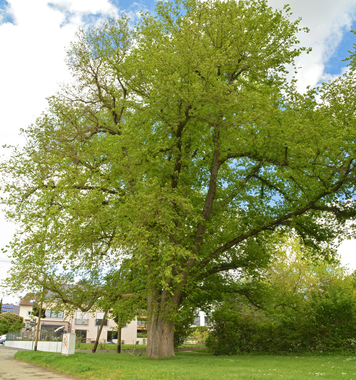 Cäcilienulme, Habitus - Mai 2021