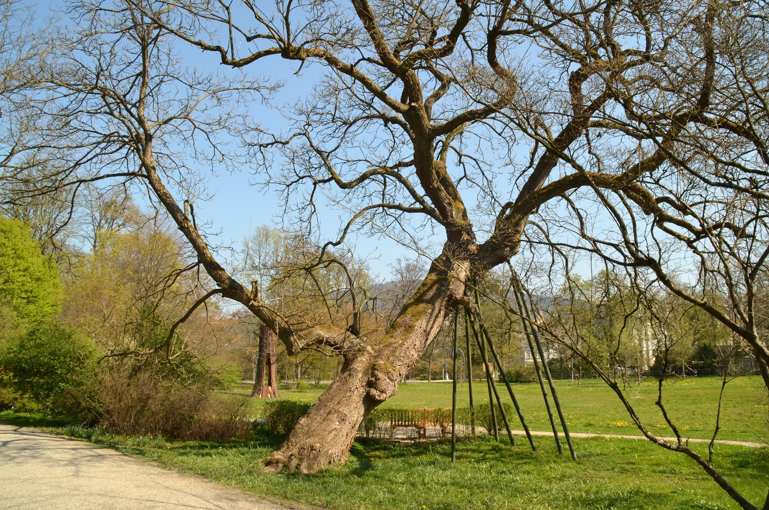 bignonioides Catalpa