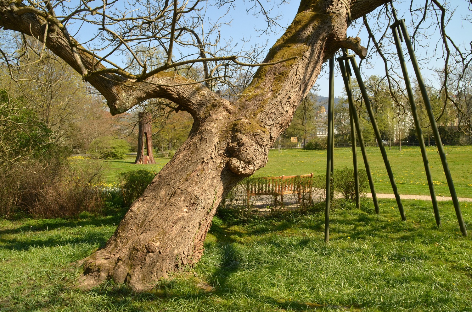 Trompetenbaum II, Baden-Baden, Habitus - April 2021