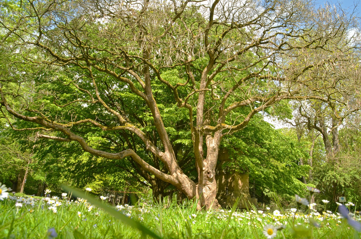 Catalpa bignonioides, Heilbronn, Gesamtansicht - Mai 2021