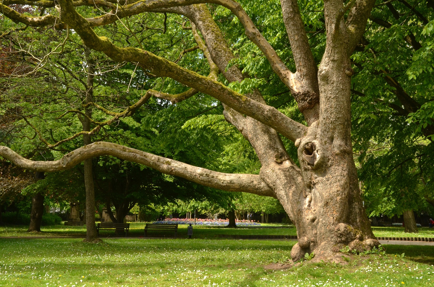 Catalpa bignonioides, Heilbronn, Stammbereich - Mai 2021
