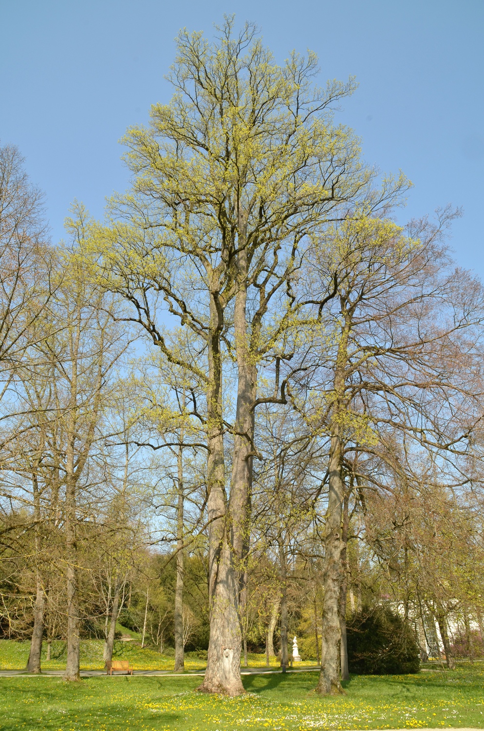 Liriodendron tulipifera