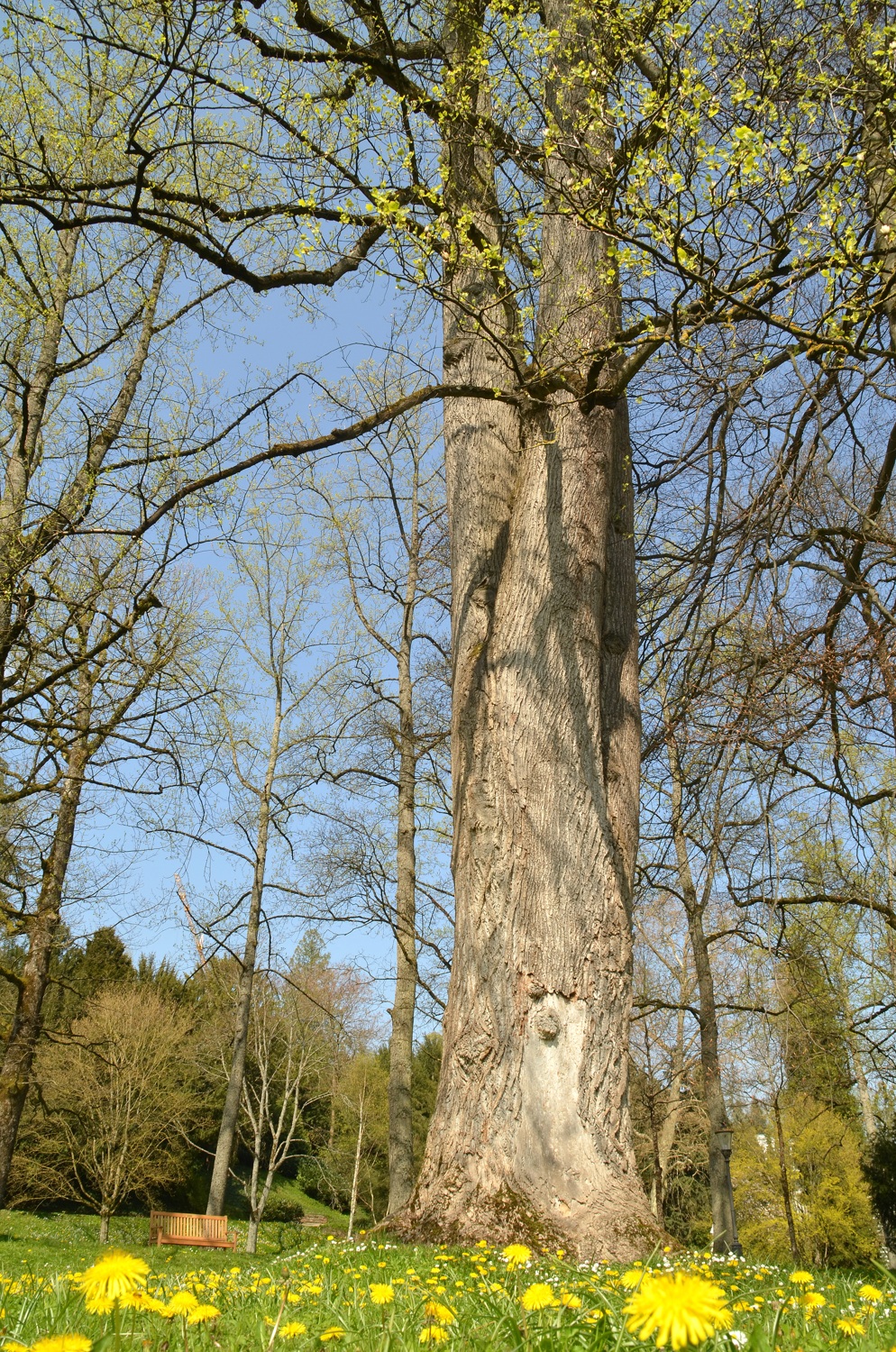 Tulpenbaum, Baden-Baden, Stammansicht - April 2021