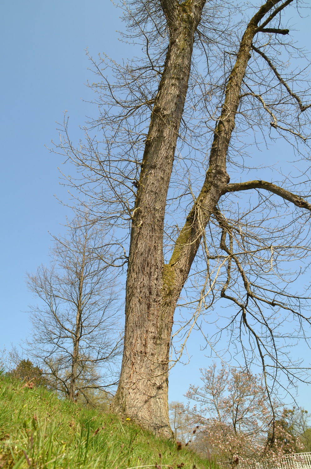 Liquidambar styraciflua