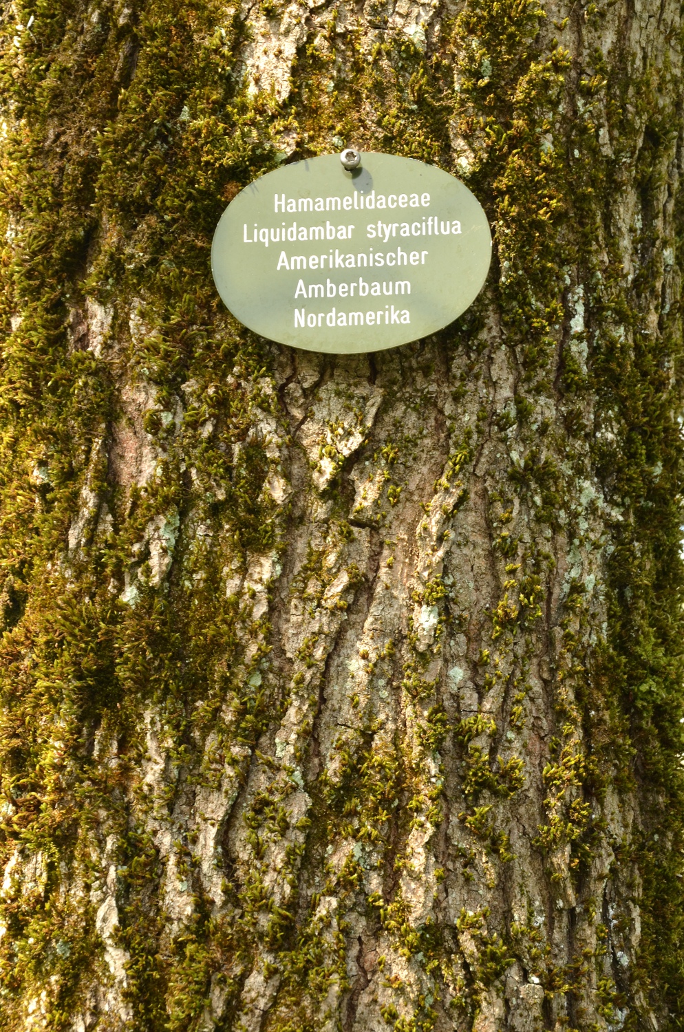 Amberbaum, Baden-Baden, Stammdetail - April 2021