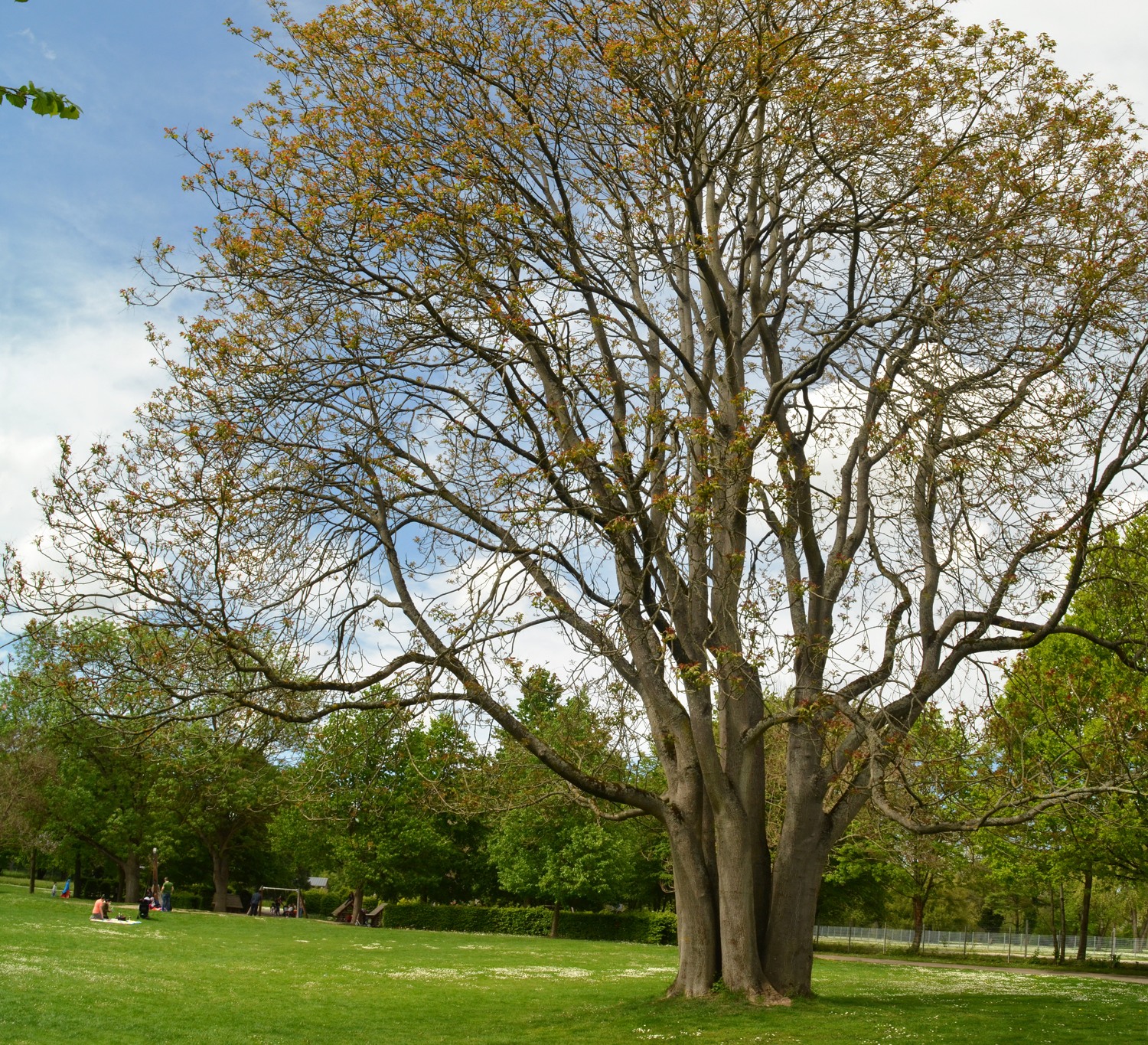 Ailanthus altissima - Heilbronn - Mai 2021