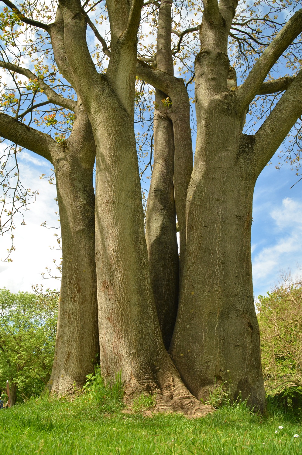 Ailanthus altissima - Heilbronn - Mai 2021