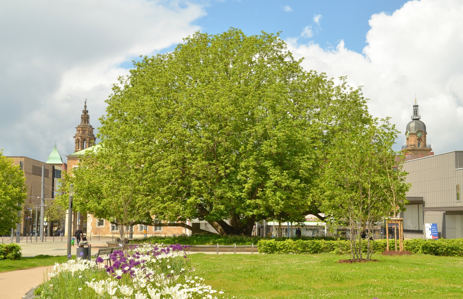 Flügelnuss Stadtgarten Heilbronn - Mai 2021