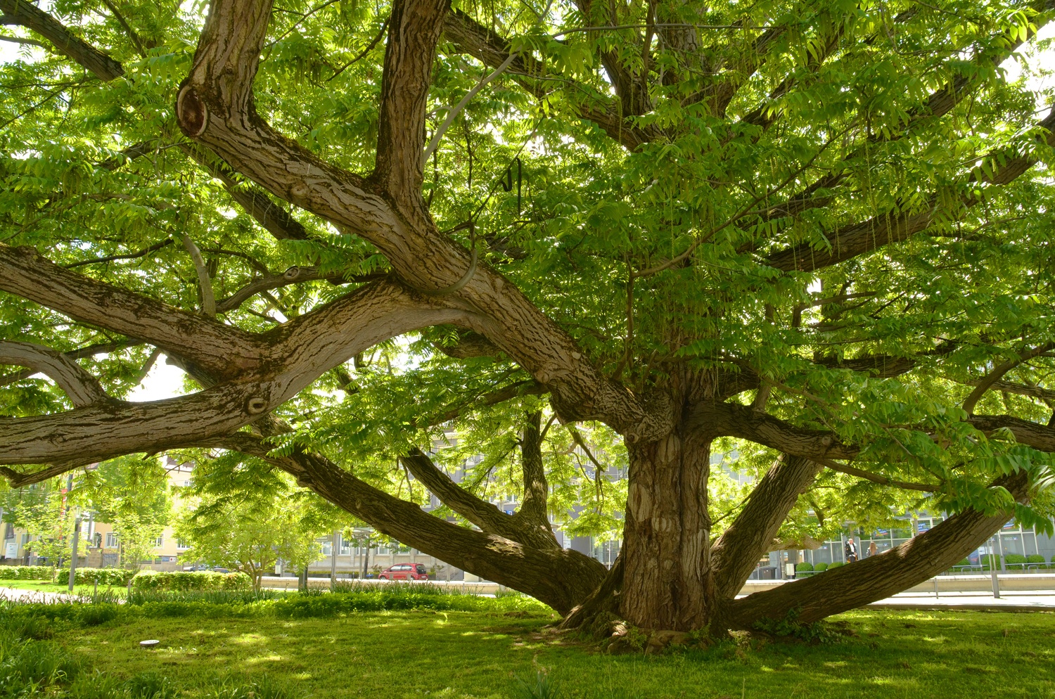 Flügelnuss Stadtgarten Heilbronn - Mai 2021