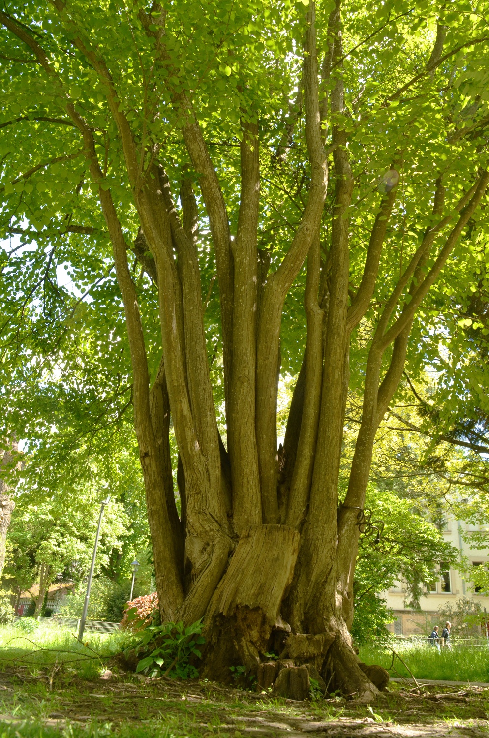 Cercidiphyllum japonicum