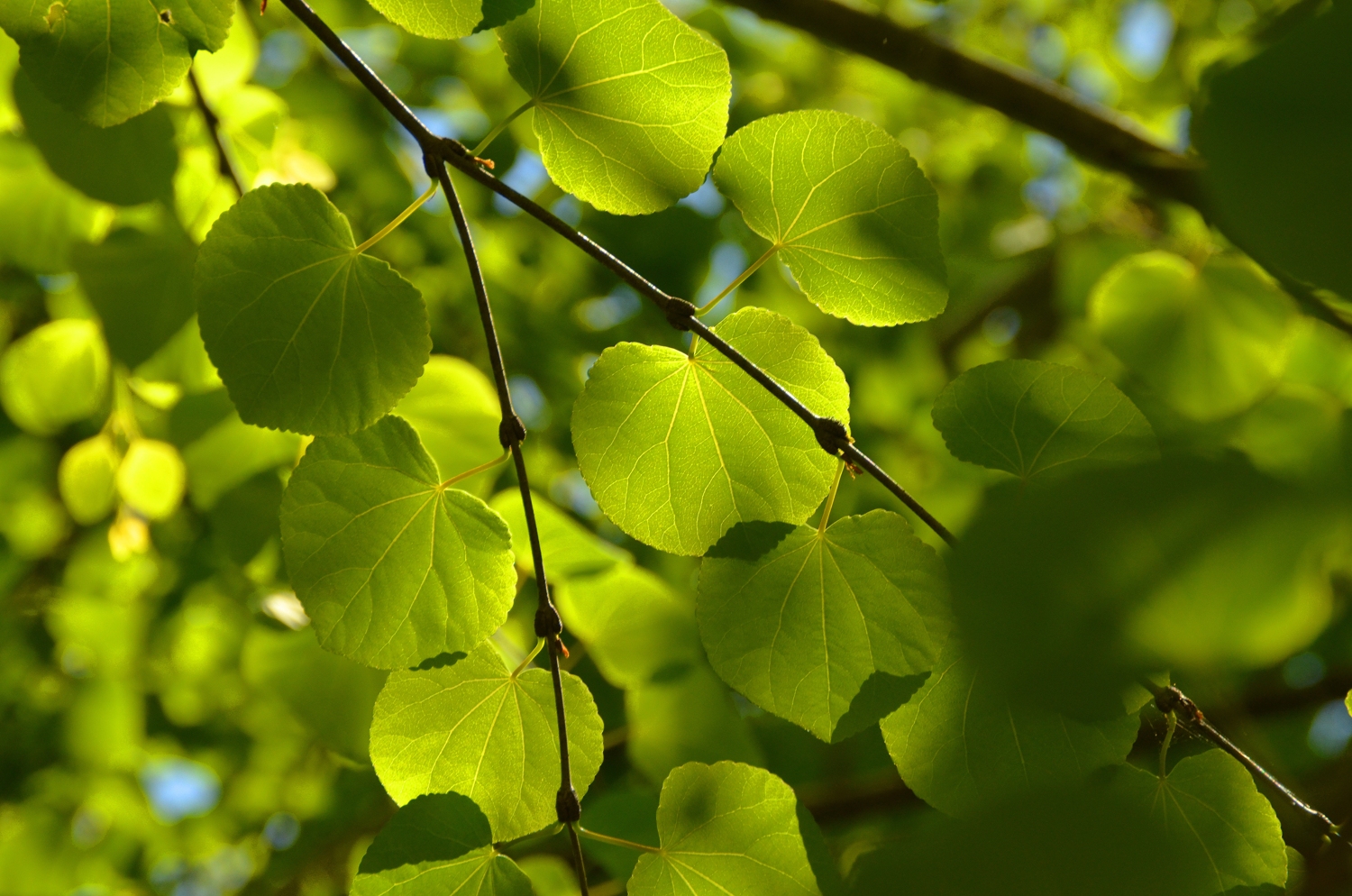 Cercidiphyllum japonicum - Tübingen - 2021