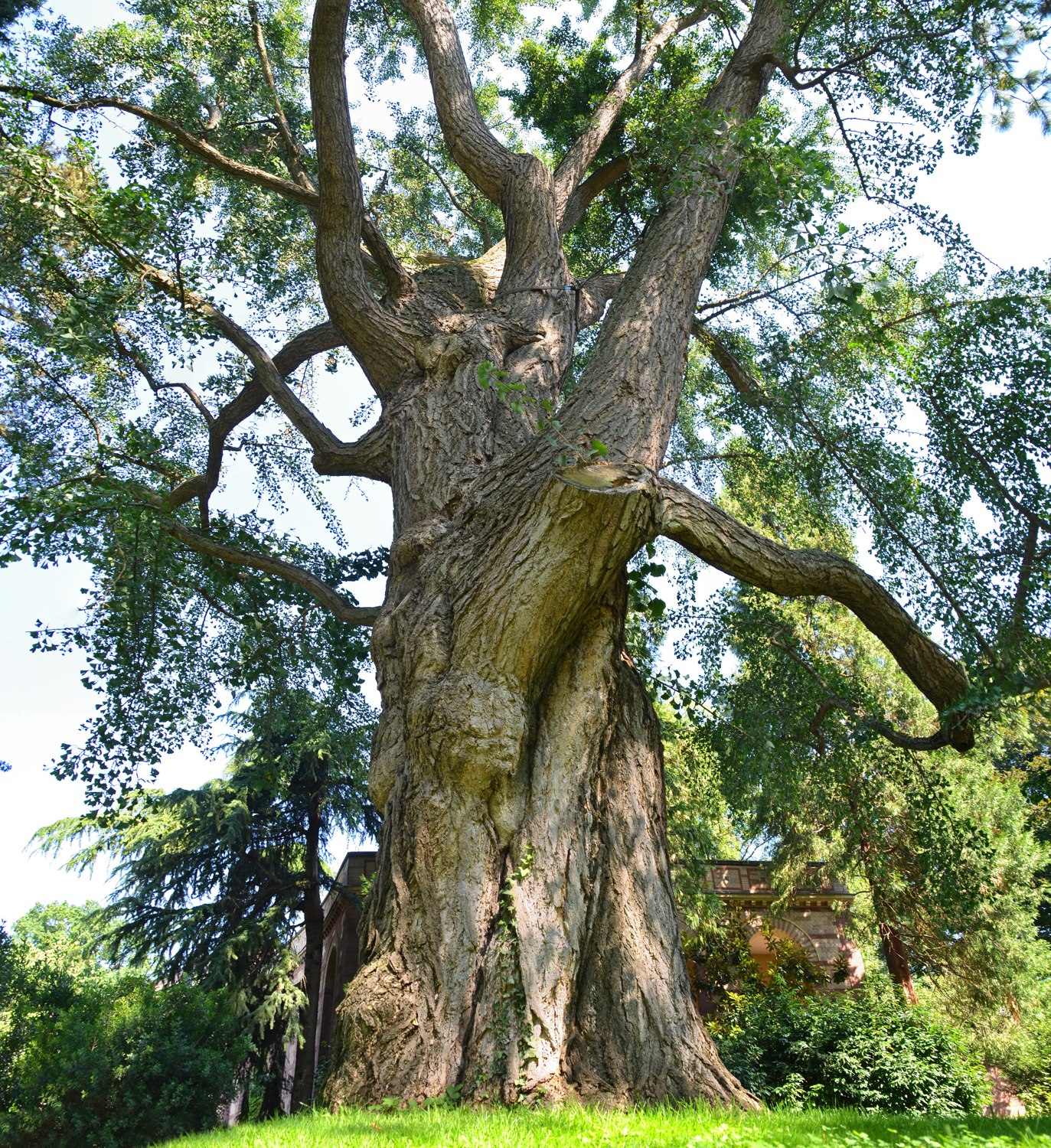 Ginkgo, Bot. Garten Karlsruhe, Ostteil, Stammansicht - 2020