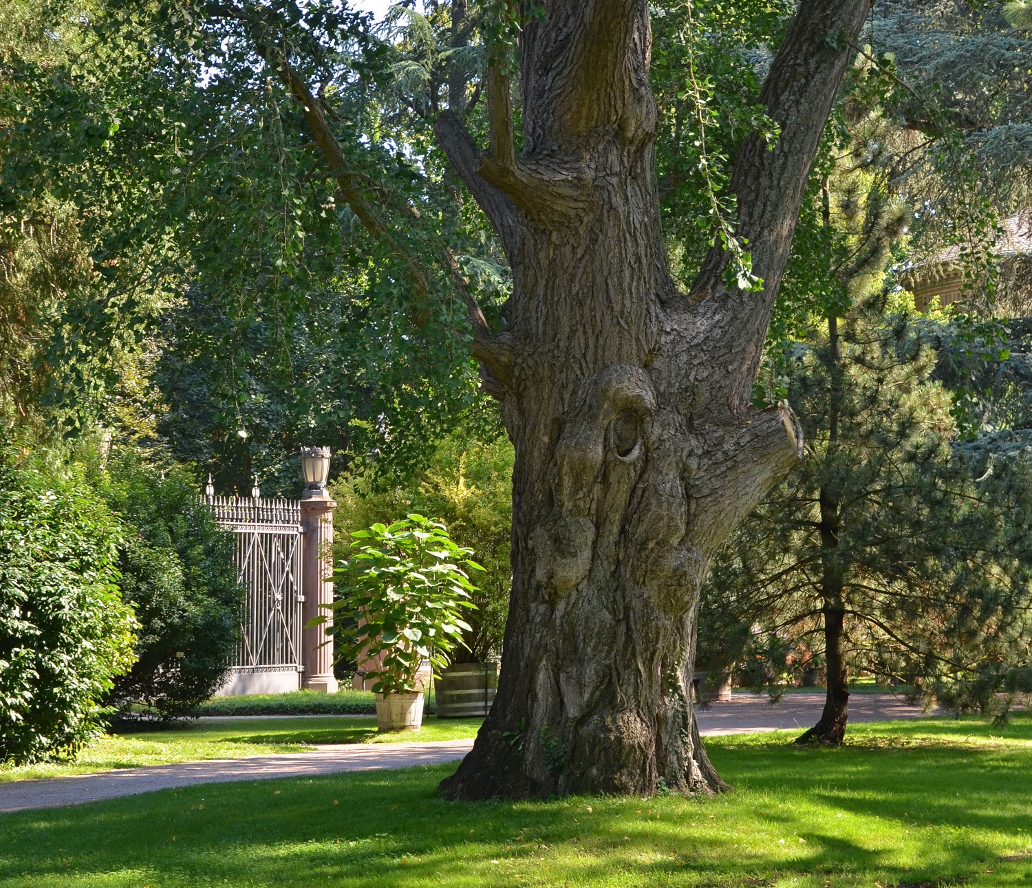 Ginkgo, Bot. Garten Karlsruhe, Ostteil, Stammansicht - 2020