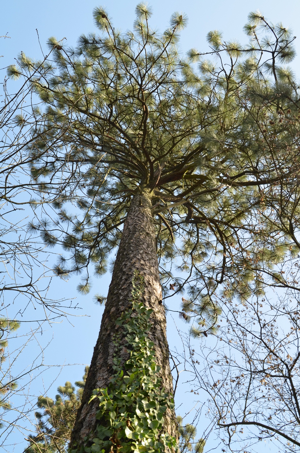 jeffreyi Pinus