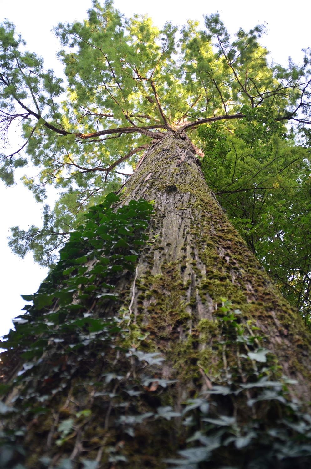 distichum Taxodium
