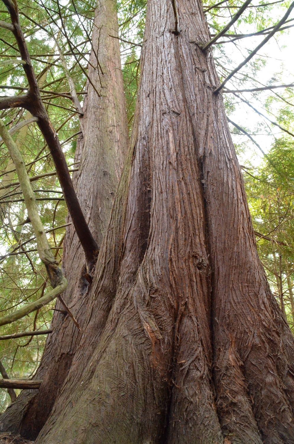 plicata Thuja