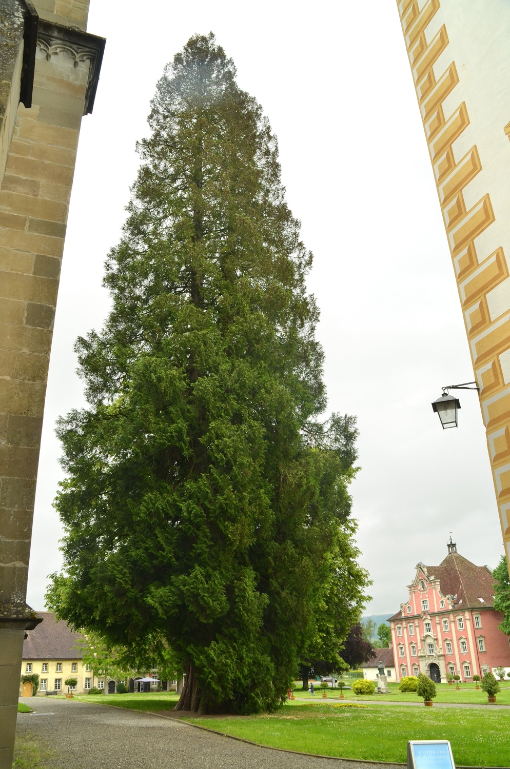 plicata Thuja