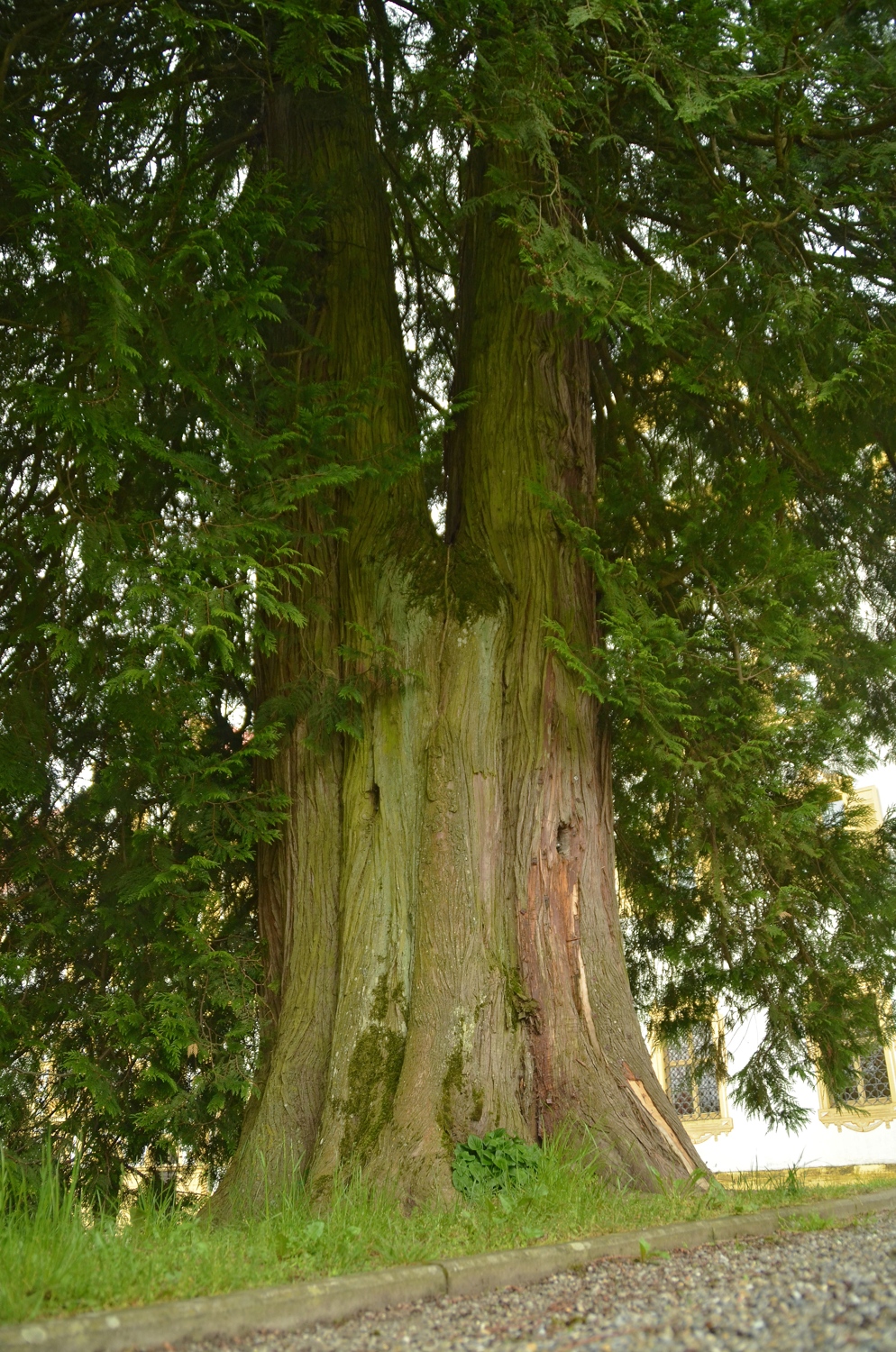 Thuja plicata im Schloss Salem, Stammansicht - Juni 2021