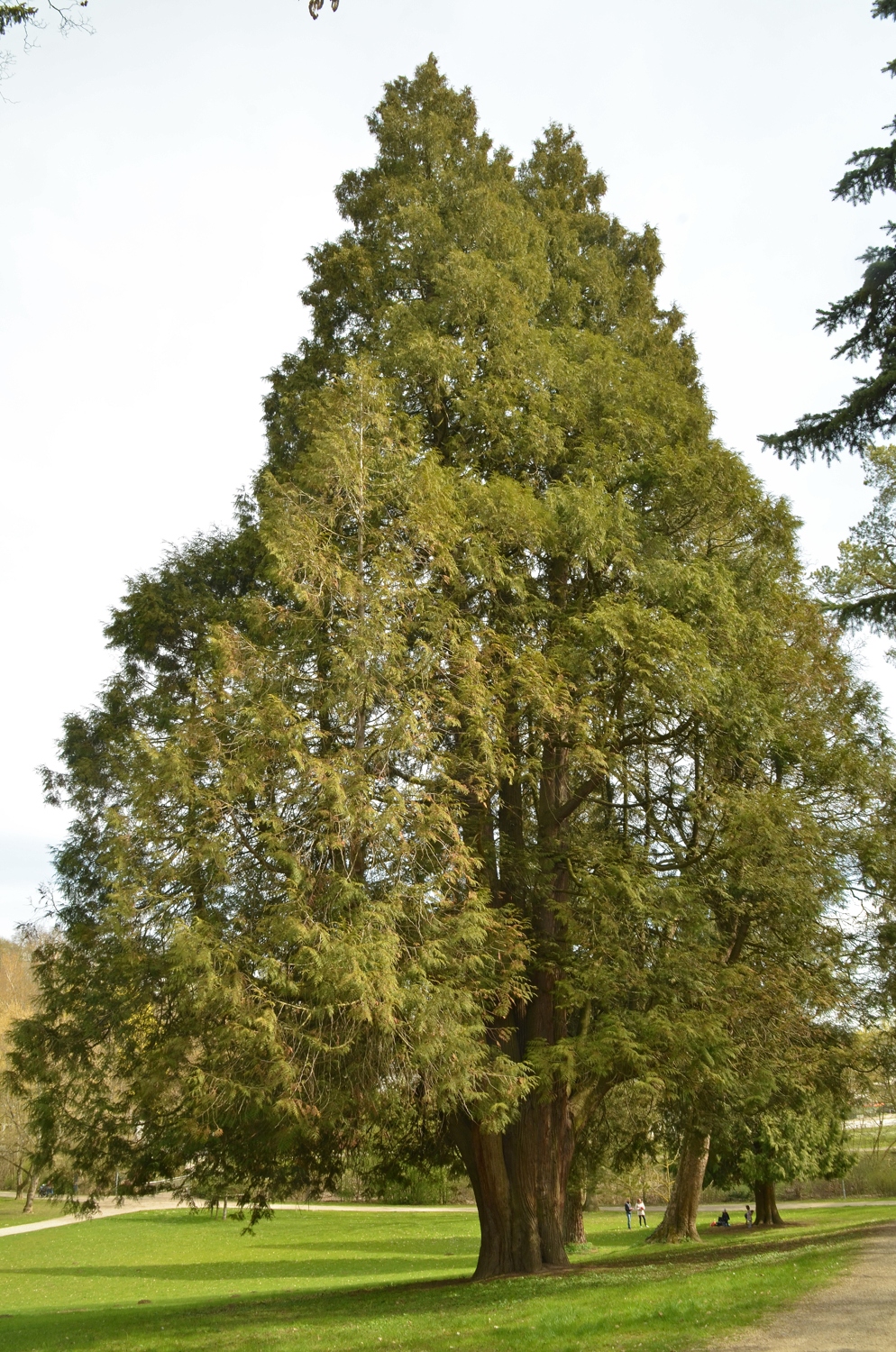 plicata Thuja