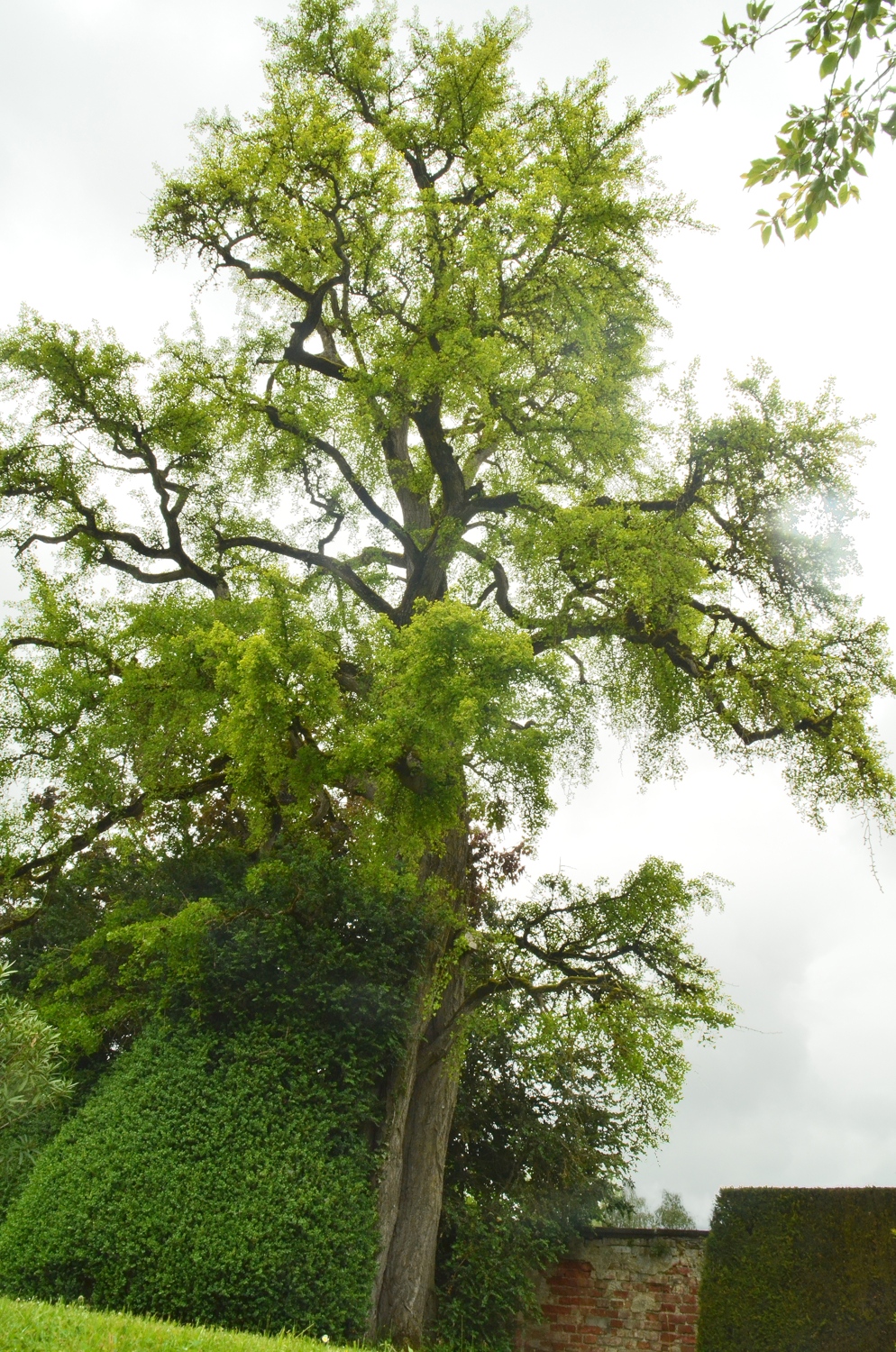 biloba Ginkgo