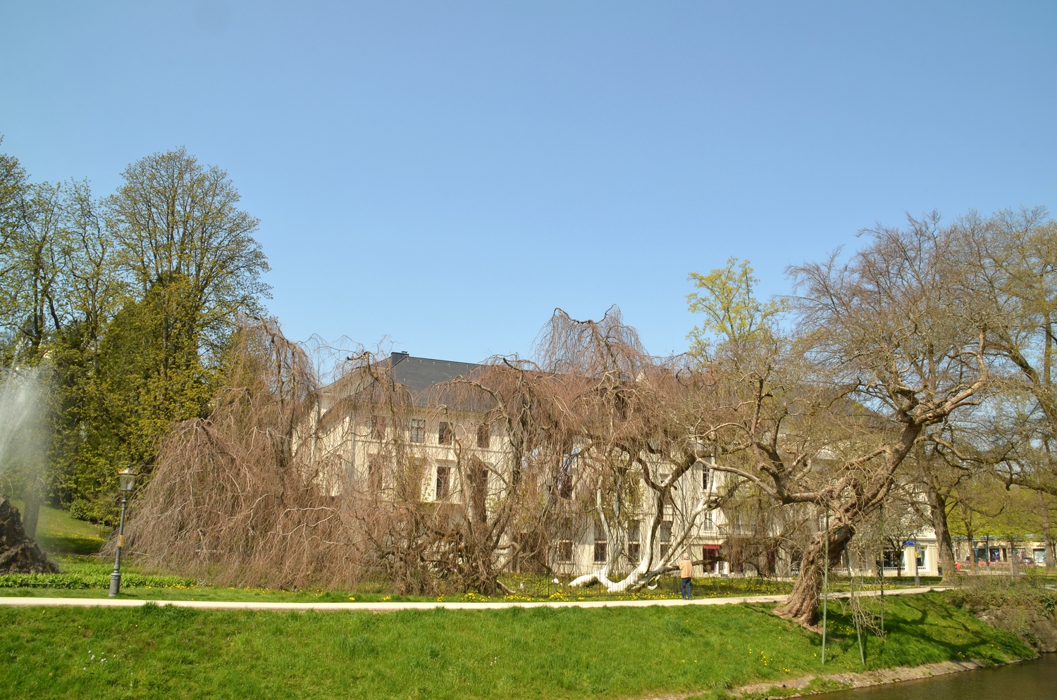 'Pendula' Fagus sylvatica