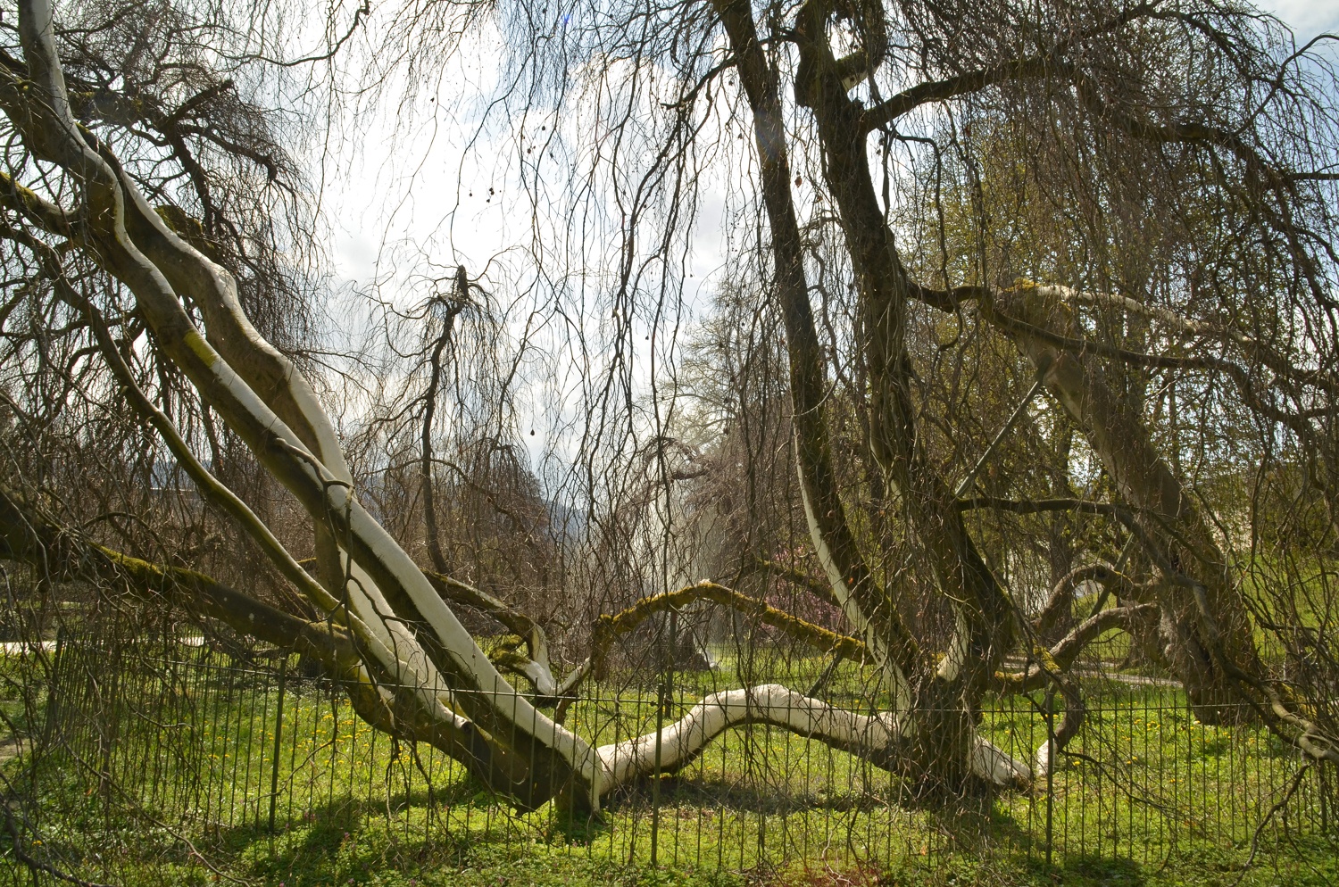 Hängebuche Baden-Baden, Teilansicht - April 2021