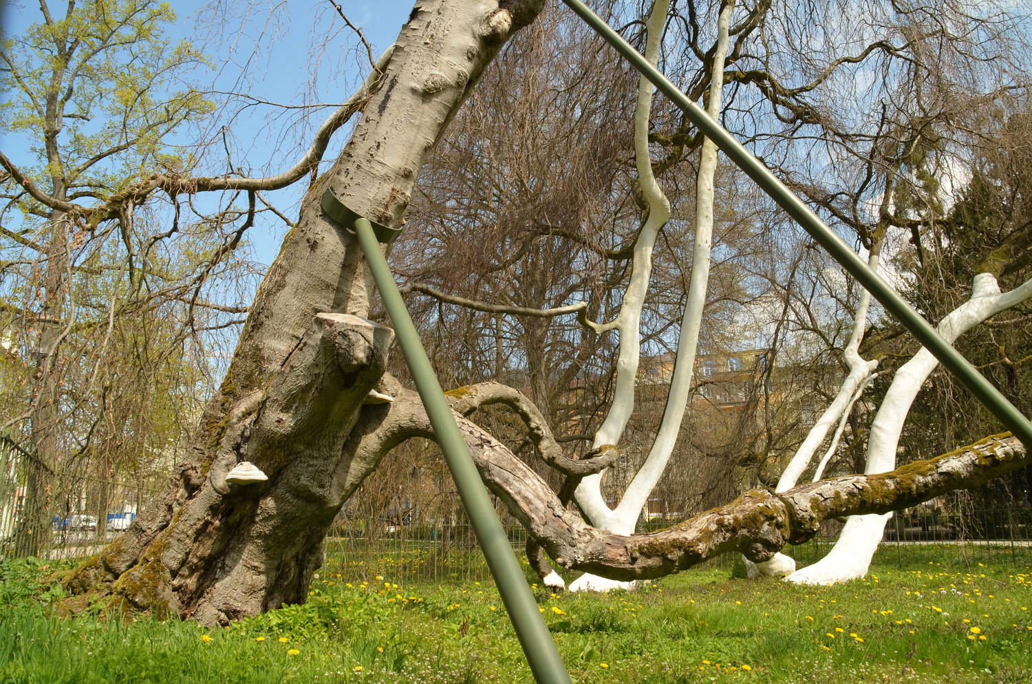 Hängebuche Baden-Baden, Teilansicht mit Hauptstamm - April 2021