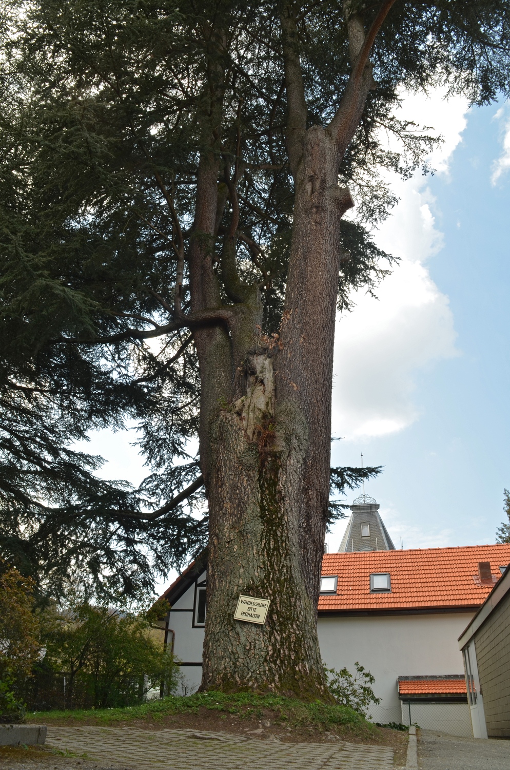 Baden-Baden, Atlas-Zeder Maria-Viktoria-Str., Stammansicht - April 2021